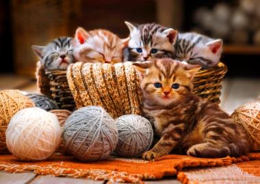 Kittens in Basket - 1000 Teile Puzzle 