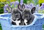 French Bulldog Puppies - 1000 Teile Puzzle 